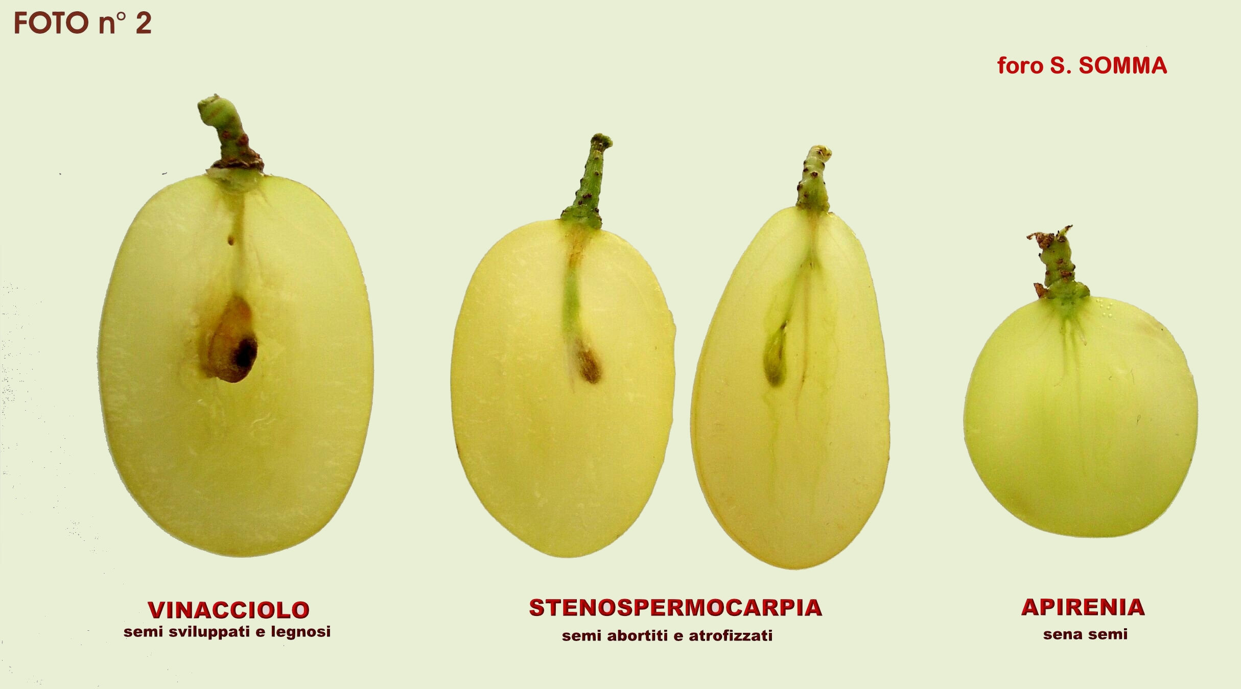 Differenza Tra Vegetariano E Vegano Wikipedia